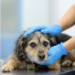 En Coyhaique, imputado por abandonar a su perrita tras atropello fue condenado solo a donar 80 mil pesos