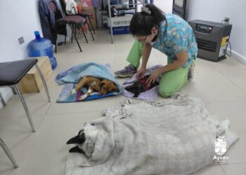 Comuna de Aysén supera las 200 esterilizaciones de mascotas y priorizará a hembras en sus próximos operativos