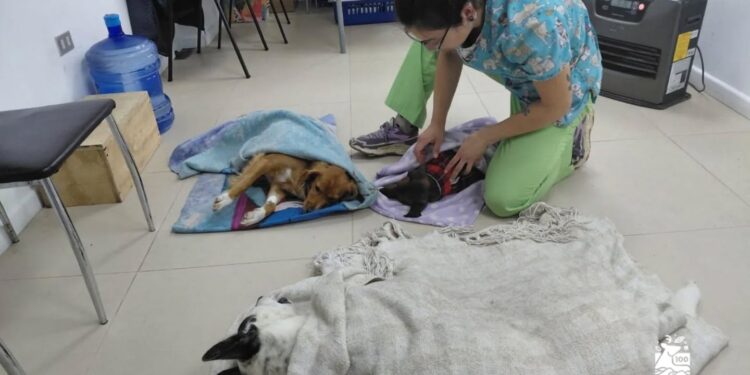Comuna de Aysén supera las 200 esterilizaciones de mascotas y priorizará a hembras en sus próximos operativos