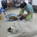 Comuna de Aysén supera las 200 esterilizaciones de mascotas y priorizará a hembras en sus próximos operativos