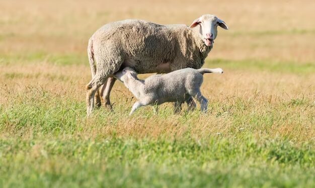 Alerta en el campo aysenino: Déficit forrajero amenaza a 150 mil cabezas de ganado para este invierno