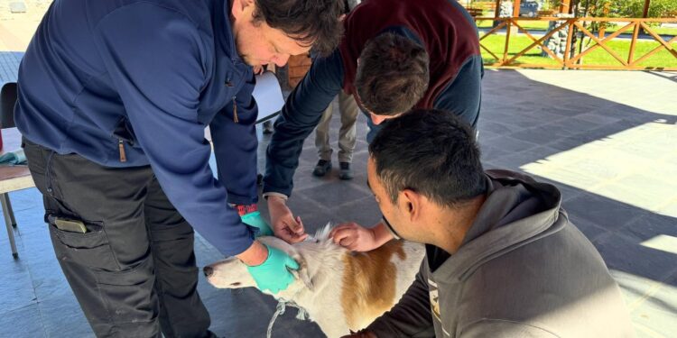 Atenciones por mordeduras de perros superan las mil desde 2025 en la región