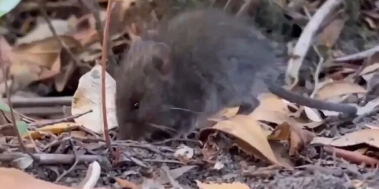 Confirman tercer caso de hantavirus del año en la región de Aysén