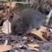 Confirman tercer caso de hantavirus del año en la región de Aysén