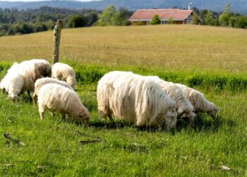 El Gobierno insta a agricultores y ganaderos de Aysén a blindar su producción ante el inminente invierno patagónico