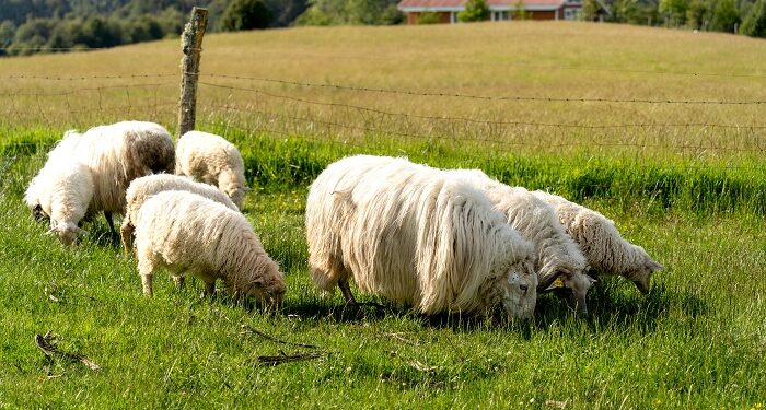 El Gobierno insta a agricultores y ganaderos de Aysén a blindar su producción ante el inminente invierno patagónico