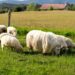 El Gobierno insta a agricultores y ganaderos de Aysén a blindar su producción ante el inminente invierno patagónico
