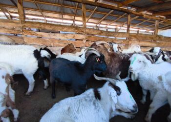 Productores caprinos de Aysén implementan soluciones para combatir el bocio en rebaños