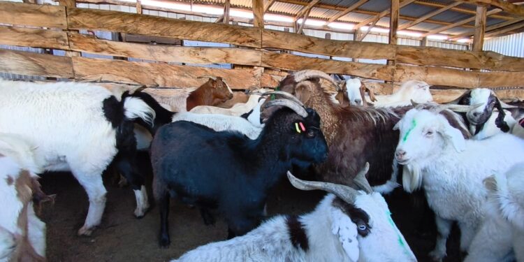 Productores caprinos de Aysén implementan soluciones para combatir el bocio en rebaños