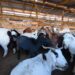 Productores caprinos de Aysén implementan soluciones para combatir el bocio en rebaños
