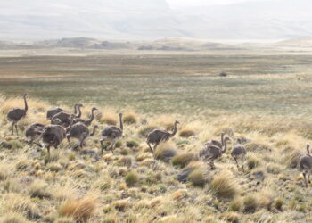 Liberan 39 ñandúes en el Parque Nacional Patagonia para reforzar la especie en Aysén