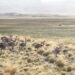 Liberan 39 ñandúes en el Parque Nacional Patagonia para reforzar la especie en Aysén