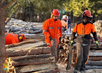 Chile Chico inicia entrega de más de 500 metros de leña para familias priorizadas