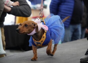 Puerto Aysén inauguró la primera veterinaria móvil de la Región de Aysén