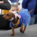 Puerto Aysén inauguró la primera veterinaria móvil de la Región de Aysén