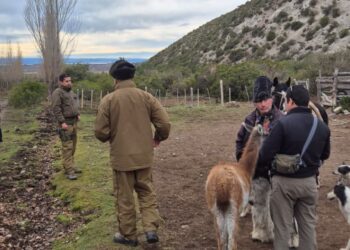 Un operativo binacional permite recuperar en Chile Chico ganado robado en Argentina