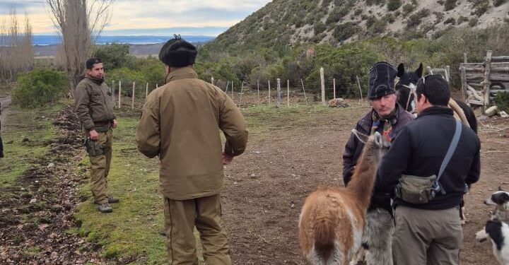 Un operativo binacional permite recuperar en Chile Chico ganado robado en Argentina