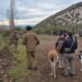 Un operativo binacional permite recuperar en Chile Chico ganado robado en Argentina
