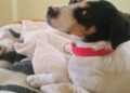 SAG exigirá identificación con microchip o tatuaje para el ingreso de perros y gatos a Chile