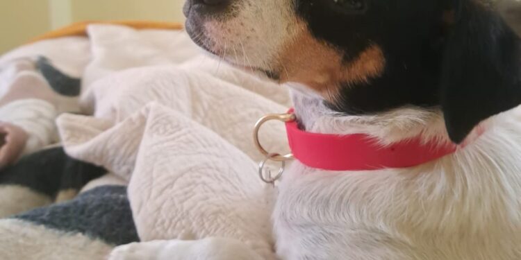 SAG exigirá identificación con microchip o tatuaje para el ingreso de perros y gatos a Chile