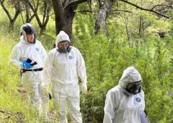Alerta sanitaria por Hantavirus: Aysén refuerza la vigilancia ante un riesgo que no descansa entre los matorrales