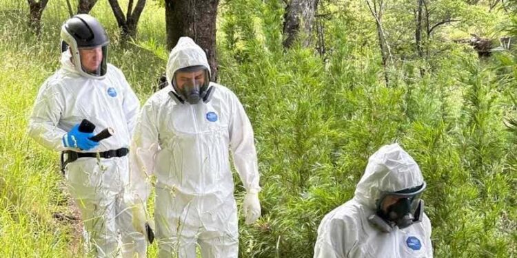Alerta sanitaria por Hantavirus: Aysén refuerza la vigilancia ante un riesgo que no descansa entre los matorrales