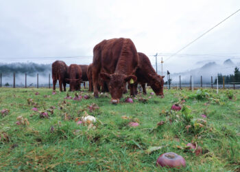 Ensayos en predios buscan mejorar la recría bovina en la zona húmeda de Aysén