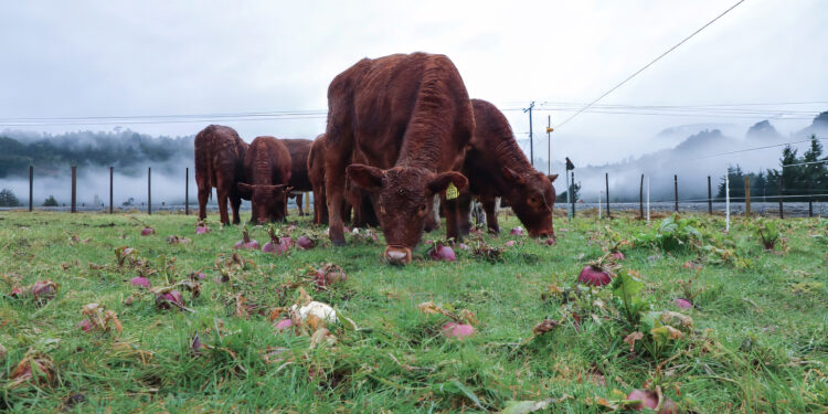 Ensayos en predios buscan mejorar la recría bovina en la zona húmeda de Aysén