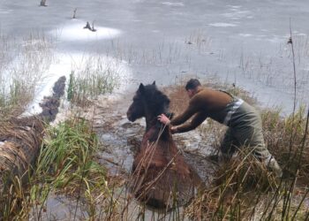 Carabineros y vecinos rescatan a caballo atrapado en laguna congelada en Villa Mañihuales