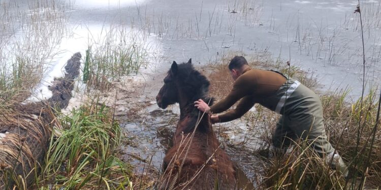 Carabineros y vecinos rescatan a caballo atrapado en laguna congelada en Villa Mañihuales