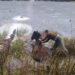 Carabineros y vecinos rescatan a caballo atrapado en laguna congelada en Villa Mañihuales