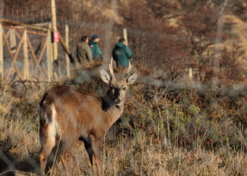 Primer huemul rehabilitado en centro especializado regresa a su hábitat en Aysén