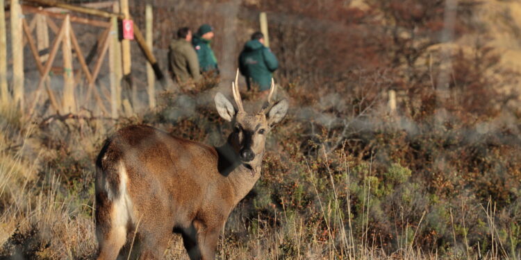 Primer huemul rehabilitado en centro especializado regresa a su hábitat en Aysén