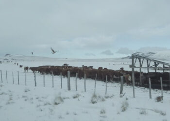 Seremi de Agricultura llama a reforzar medidas preventivas ante pronóstico de nieve y bajas temperaturas en Aysén