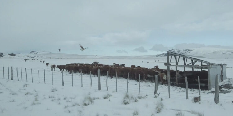 Seremi de Agricultura llama a reforzar medidas preventivas ante pronóstico de nieve y bajas temperaturas en Aysén