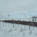Seremi de Agricultura llama a reforzar medidas preventivas ante pronóstico de nieve y bajas temperaturas en Aysén