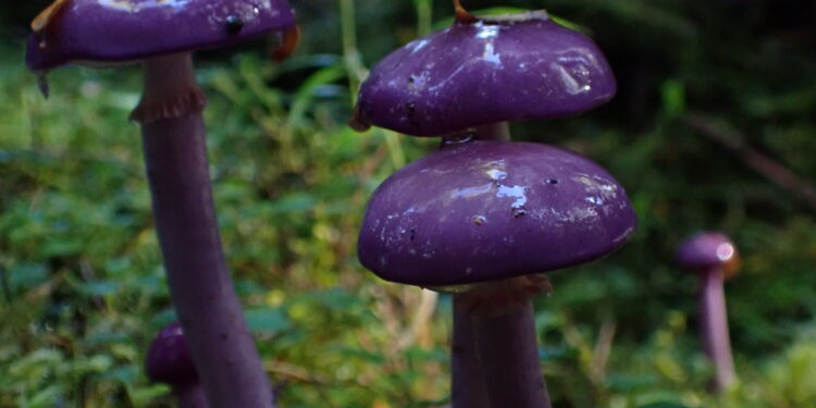 El Reino Fungi de la Patagonia al alcance de todos: Presentarán guía de campo sobre hongos de Aysén en Coyhaique