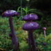 El Reino Fungi de la Patagonia al alcance de todos: Presentarán guía de campo sobre hongos de Aysén en Coyhaique