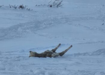 Recientes Nevazones dejan muerte de ganado y falta de forraje en sectores rurales de Chile Chico