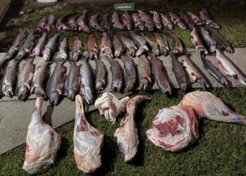 Carabineros detuvo a tres personas por presunto abigeato e infracción a la Ley de Pesca en Cochrane