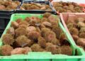 Sernapesca incauta más de ocho toneladas de erizo sin acreditación de origen legal en Melinka