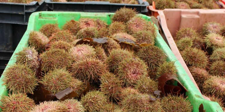 Sernapesca incauta más de ocho toneladas de erizo sin acreditación de origen legal en Melinka