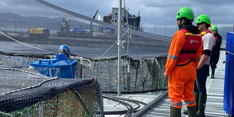 Alerta sanitaria en los fiordos de Aysén: Sernapesca cerca un brote de virus ISA en centro de Salmones Camanchaca