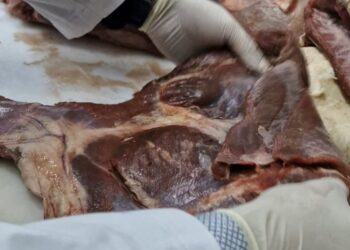 Seremi de Salud refuerza fiscalización de carnes previo a Fiestas Patrias en Coyhaique