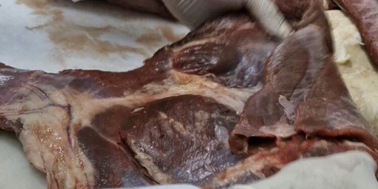 Seremi de Salud refuerza fiscalización de carnes previo a Fiestas Patrias en Coyhaique