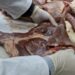 Seremi de Salud refuerza fiscalización de carnes previo a Fiestas Patrias en Coyhaique