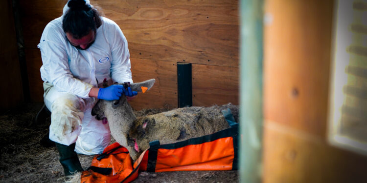 Huemul muere tras ataque de perros en Villa Ortega