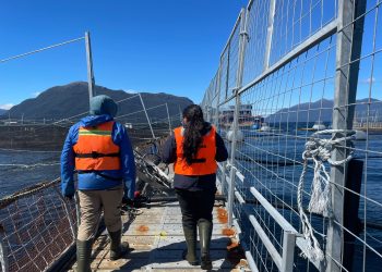 Sernapesca concluye la cosecha de salmones en un centro de Cisnes y mantiene el control por virus ISA en la comuna de Aysén
