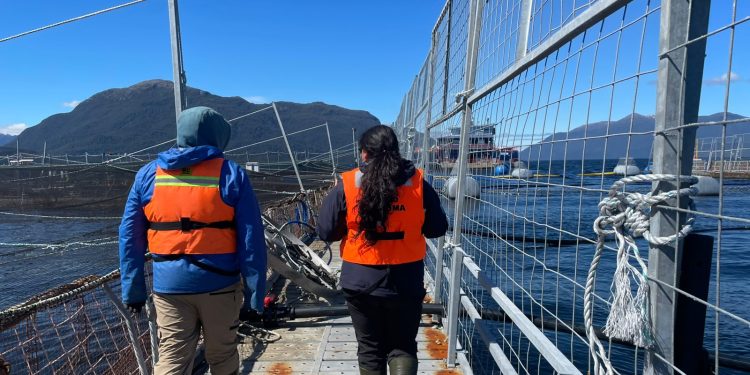 Sernapesca concluye la cosecha de salmones en un centro de Cisnes y mantiene el control por virus ISA en la comuna de Aysén