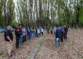 Agricultores de Chile Chico se capacitan en técnicas de poda para impulsar los viñedos en la cuenca del lago General Carrera